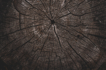 Old tree stump, texture background timber cut annual rings.