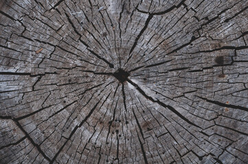 Many annual rings on an old tree stump. Old tree trunk texture background wood cut.