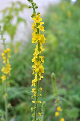  Agrimonia eupatoria blooms among herbs