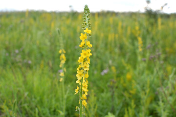  Agrimonia eupatoria blooms among herbs