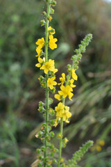  Agrimonia eupatoria blooms among herbs