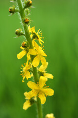 Agrimonia eupatoria blooms among herbs