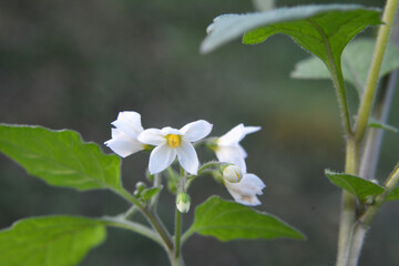 In nature grows nightshade (Solanum nigrum)
