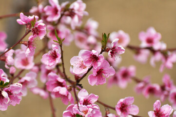 A peach blossoms on a tree branch