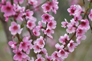 Obraz premium A peach blossoms on a tree branch