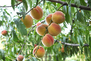 On the tree branch ripe peach fruits