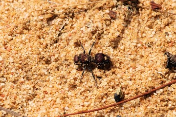 Velvet Ant (Ephutomorpha ferruginata) South Australia