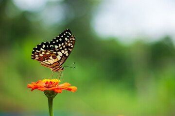 Flowers daisies in summer spring meadow on background blue sky with white clouds, flying orange butterfly, wide format. Summer natural idyllic pastoral landscape, copy space.