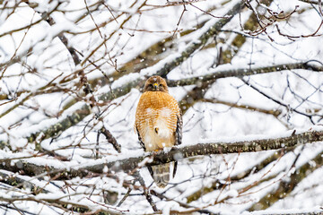 Red Shouldered Hawk