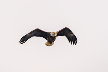 Bald Eagle 