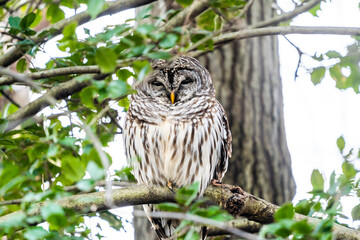 Barred Owl