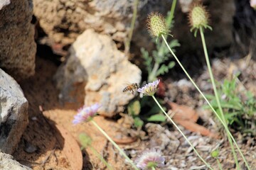 Western Honey Bee (Apis mellifera) carrying pollen, about to land on Sweet Scabious flower, South Australia