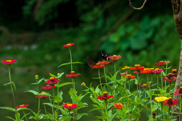 Flowers daisies in summer spring meadow on background blue sky with white clouds, flying orange butterfly, wide format. Summer natural idyllic pastoral landscape, copy space.