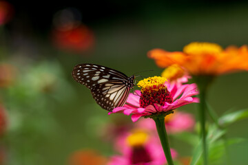 Flowers daisies in summer spring meadow on background blue sky with white clouds, flying orange butterfly, wide format. Summer natural idyllic pastoral landscape, copy space.
