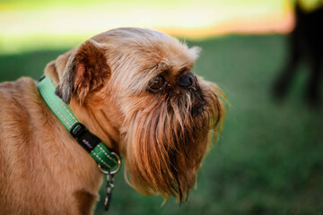 Lovely brussels griffon dog sitting relaxing on green grass in sunshine. Close up portrait of face.