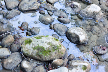 Grey stones overgrown with moss in the water with blurry background, used as a background or texture, soft focus