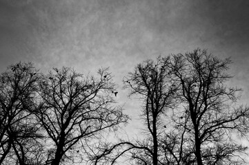 crows flying and roosting in forest trees with a cloudy sky on a winter evening