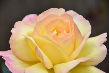 Fototapeta na wymiar Closeup of pastel yellow bicolored rose on dark background.