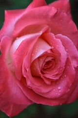 Fototapeta na wymiar Closeup of pink rose with water droplets on dark background.