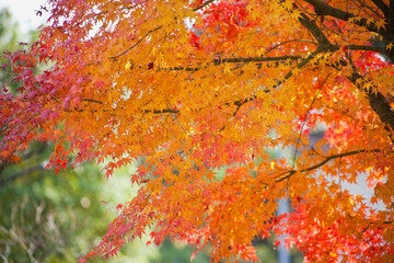 真っ赤に紅葉したモミジ	
