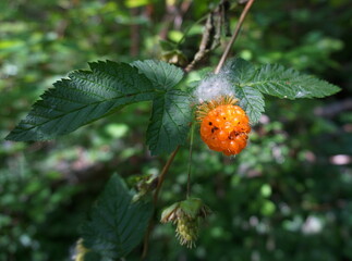 Yellow unripe blackberry fruits on green foliage background close up.