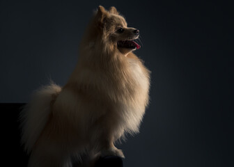 Ensaio Pet - Two Clicks Fotografia