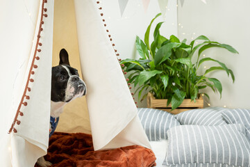 Ensaio Pet - Two Clicks Fotografia