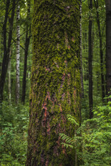 moss-covered tree trunk