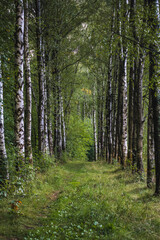 nature Forest birch trail
