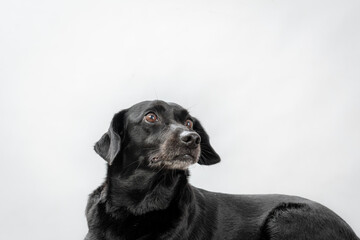 Two Clicks Fotografia - Fotografia Pet