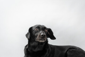 Two Clicks Fotografia - Fotografia Pet