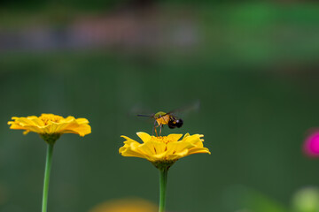 Flowers daisies in summer spring meadow on background blue sky with white clouds, flying orange butterfly, wide format. Summer natural idyllic pastoral landscape, copy space.