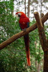 blue and yellow macaw