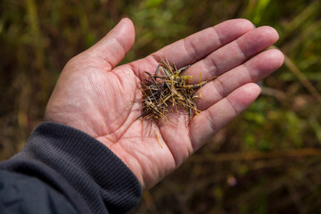 Brown seeds of cosmos flower in hand close-up