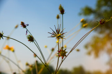 Brown seeds of cosmos flower on tree, the forest and the blue sky background 2