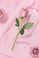 Pink rose flower bouquet in water with silk fabric. Valentines or woman's day background design. Minimal flat lay nature.
