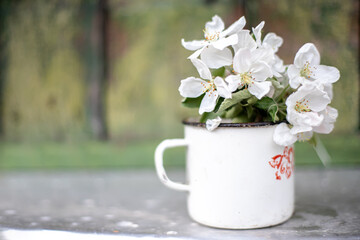 Flowers of apple trees on branch, collected in bouquet. Still life of an old iron mug and flowering branches of fruit tree near old wooden green wall. lovely spring day.