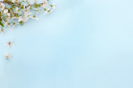 Spring background with cherry blossom on blue desktop, top view, frame. Flat lay