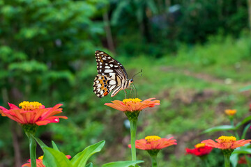 Flowers daisies in summer spring meadow on background blue sky with white clouds, flying orange butterfly, wide format. Summer natural idyllic pastoral landscape, copy space.