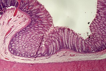 Microscope photo of rectum cells of a dog.