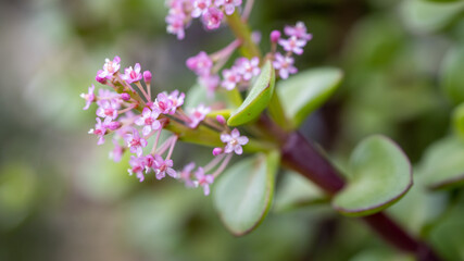 Fototapeta na wymiar a 35 year old jade tree plant flowering with pink flowers symbolising good luck to the owner on February 4th 2021