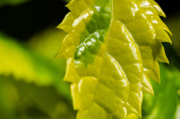 La Intensidad de la naturaleza