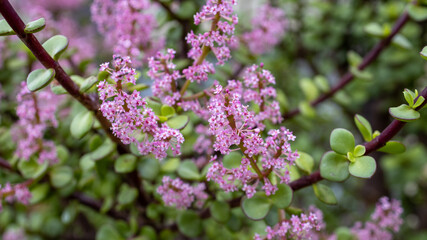 a 35 year old jade tree plant flowering with pink flowers symbolising good luck to the owner on February 4th 2021