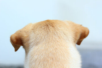Closeup back head of dog background