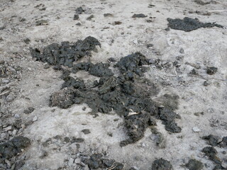 cow shit or cow poop on the ground floor.
