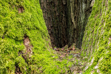 Fototapeta premium large cavity on the tree trunk with surrounding rough surface covered with green mosses