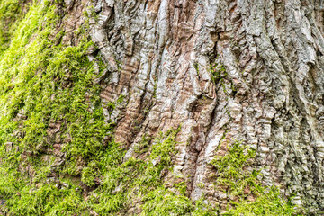 background texture of fluffy green mosses crawling up to the tree trunk surface with cracked bark