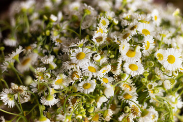 White chamomile flowers. White tiny daisy bouquet 