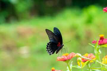 Flowers daisies in summer spring meadow on background blue sky with white clouds, flying orange butterfly, wide format. Summer natural idyllic pastoral landscape, copy space.