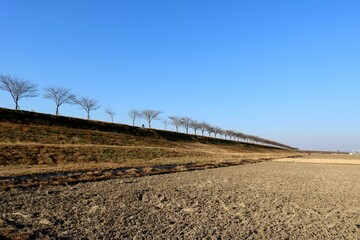 冬の河川沿い　落葉の桜並木　風景